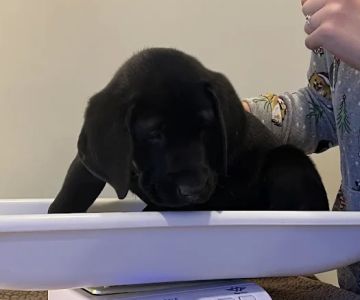 Springfield Veterinary Center