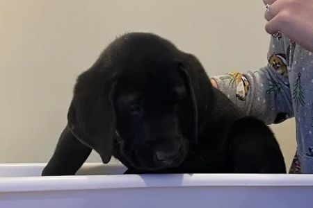 Springfield Veterinary Center