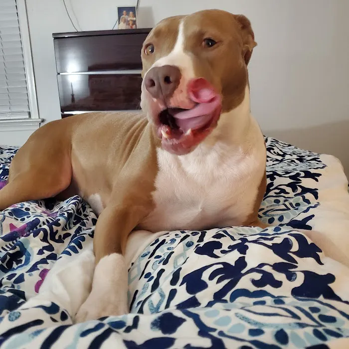 Allied Animal Hospital & Pet 5