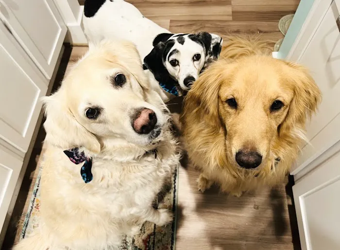 Three Chopt Animal Clinic 4
