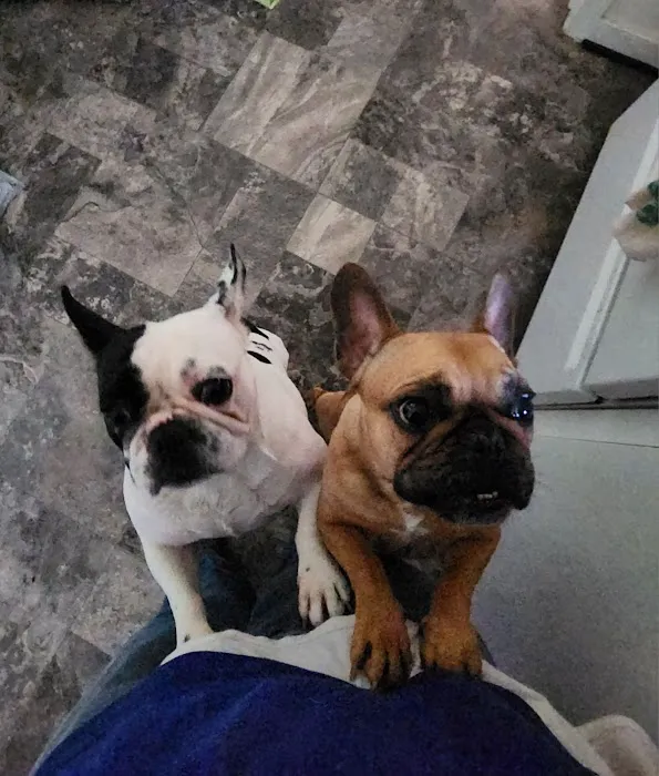 Three Chopt Animal Clinic 3