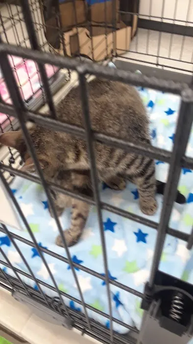 Petco 5