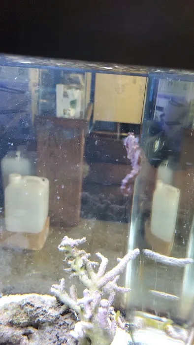 South Seas Aquatics Inc. 6