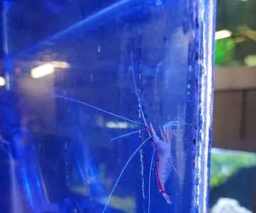 South Seas Aquatics Inc.