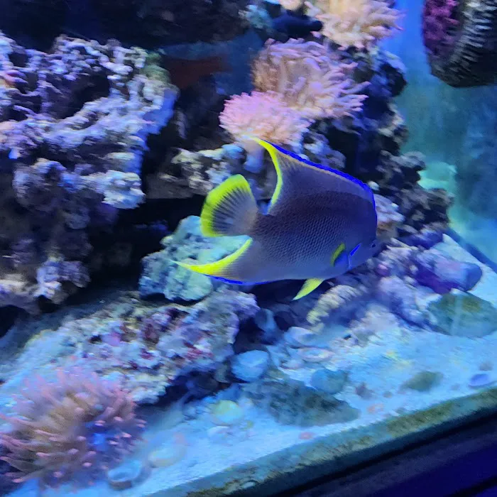 South Seas Aquatics Inc. 4