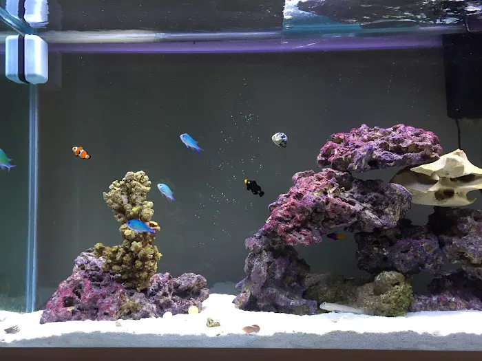 South Seas Aquatics Inc. 8