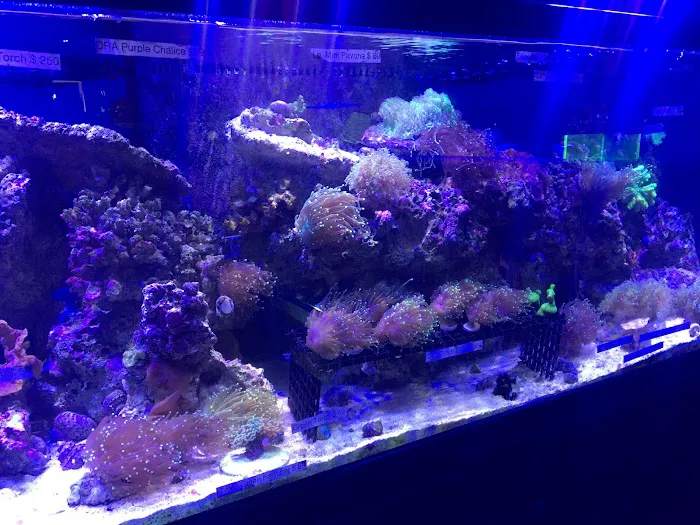 South Seas Aquatics Inc. 9