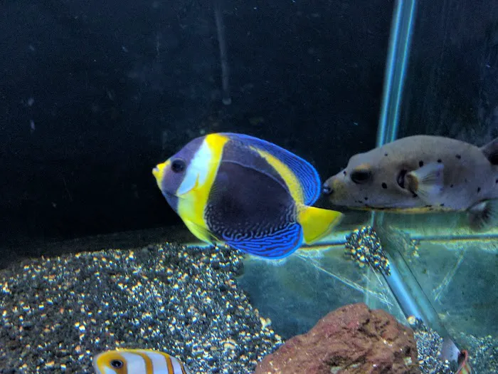 South Seas Aquatics Inc. 5