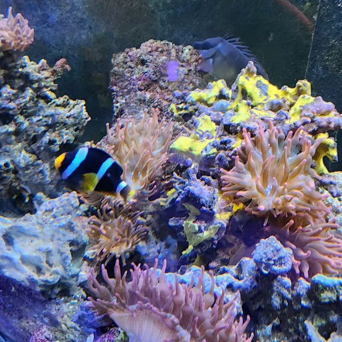 South Seas Aquatics Inc. 10