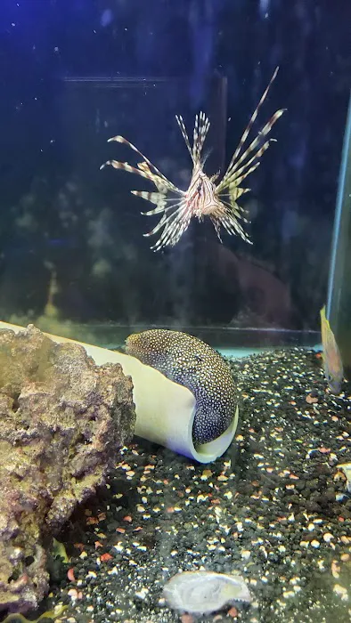 South Seas Aquatics Inc. 7