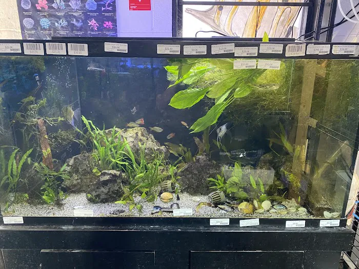 Elegant Reef - Tropical Fish Studio 12