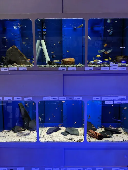 Elegant Reef - Tropical Fish Studio 12