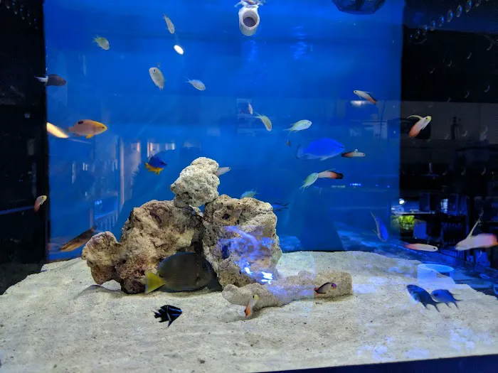 Elegant Reef - Tropical Fish Studio 12