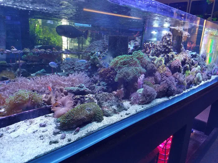Elegant Reef - Tropical Fish Studio 12