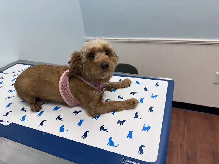 Mechanicsville Animal Hospital 3