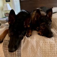 Mechanicsville Animal Hospital ico