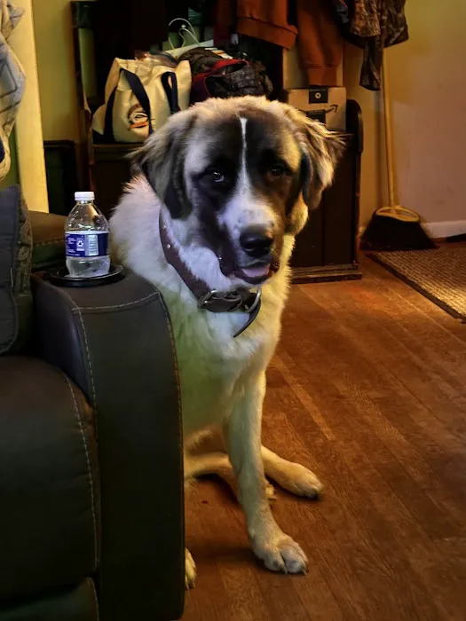 BetterPet Veterinary Urgent Care 2