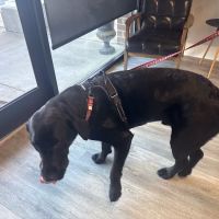BetterPet Veterinary Urgent Care ico