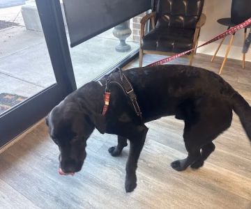 BetterPet Veterinary Urgent Care