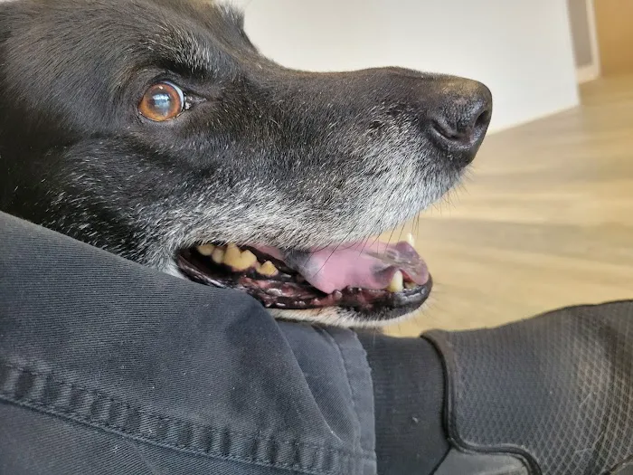 BetterPet Veterinary Urgent Care 8
