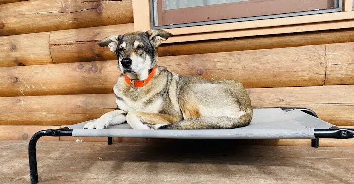 BetterPet Veterinary Urgent Care 9