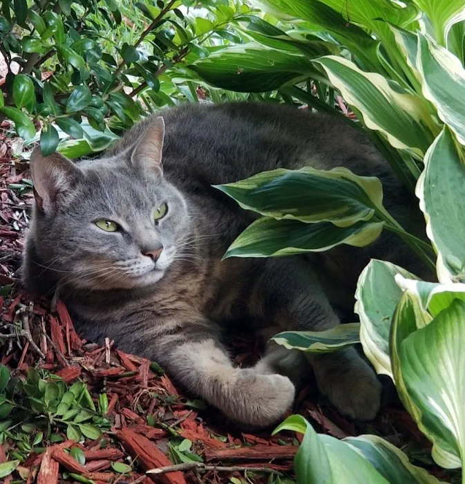 BetterPet Veterinary Urgent Care 4