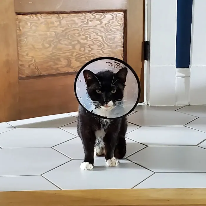 BetterPet Veterinary Urgent Care 6