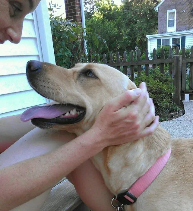 BetterPet Veterinary Urgent Care 7