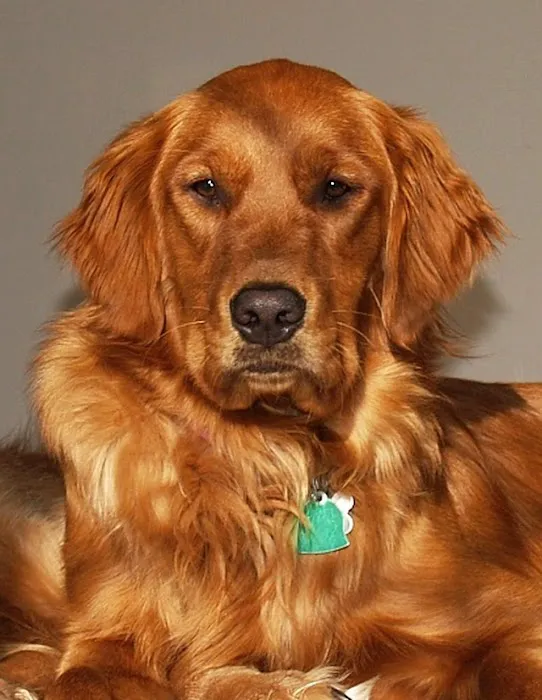 Hanover Green Veterinary Clinic 6