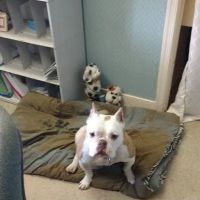 Hanover Green Veterinary Clinic ico