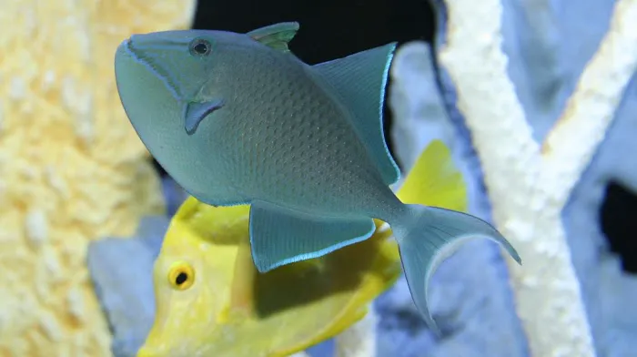 Aquatic Interiors Unlimited 12