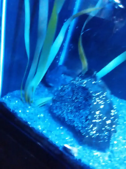 Aquatic Interiors Unlimited 12