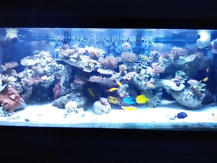 Aquatic Interiors Unlimited 12