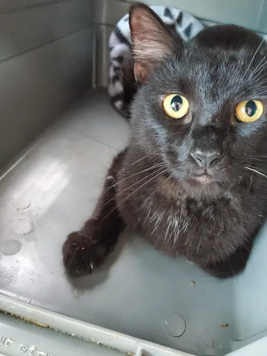 Smoky's Spay & Neuter Clinic 5