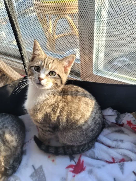 Smoky's Spay & Neuter Clinic 2