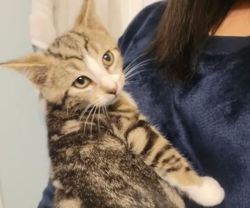 Smoky's Spay & Neuter Clinic