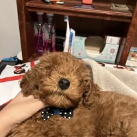Petland Shavano Park ico