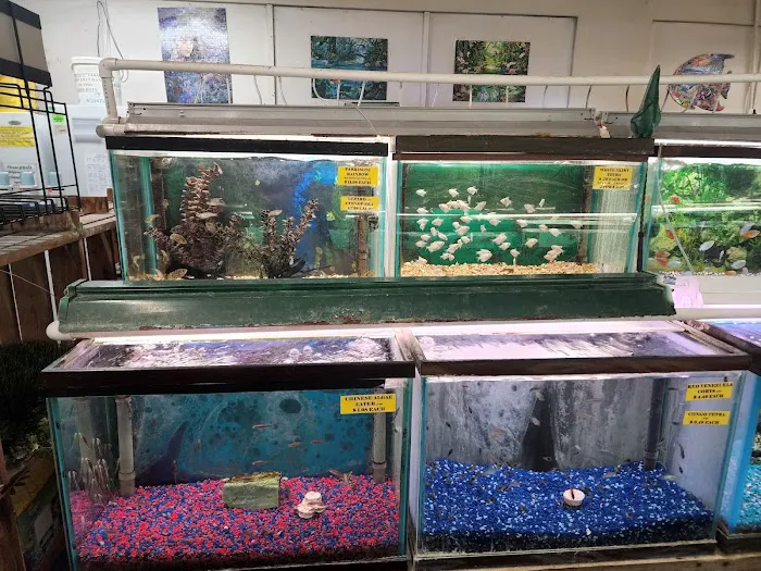 Fintique Tropical Fish Pet Store 12