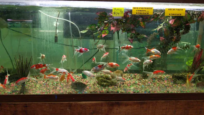 Fintique Tropical Fish Pet Store 12