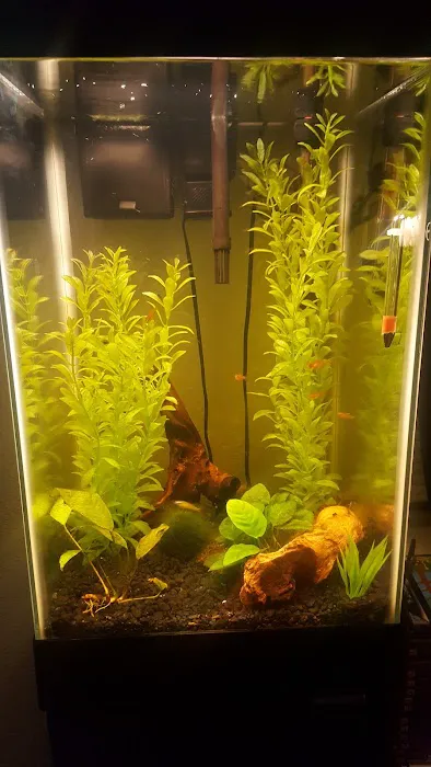 Fintique Tropical Fish Pet Store 12