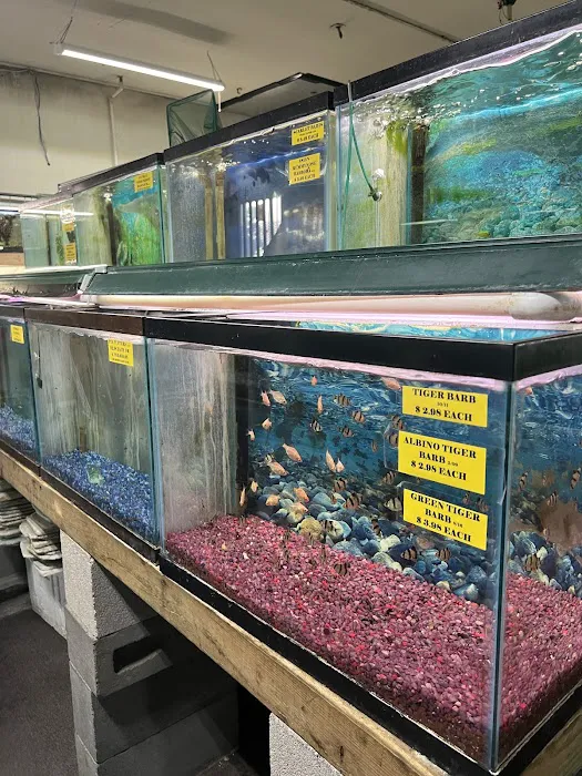 Fintique Tropical Fish Pet Store 12