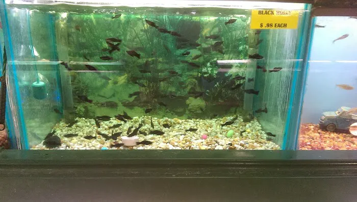 Fintique Tropical Fish Pet Store 12