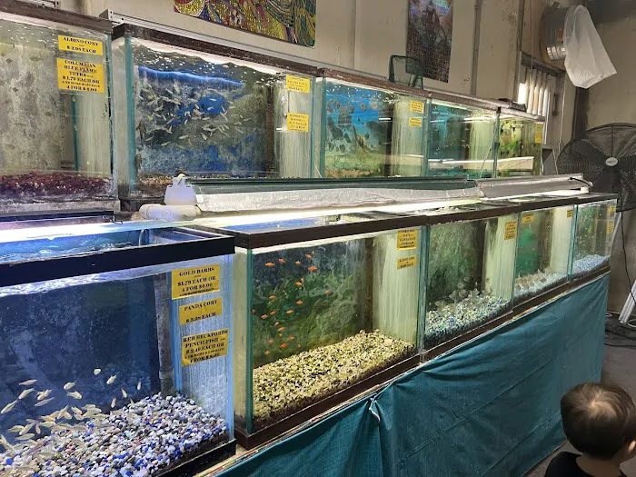Fintique Tropical Fish Pet Store 12