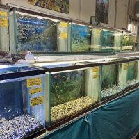 Fintique Tropical Fish Pet Store ico