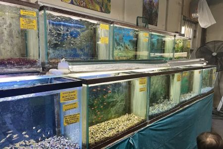 Fintique Tropical Fish Pet Store