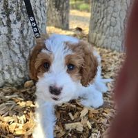 Keowee Animal Hospital ico