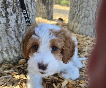 Keowee Animal Hospital