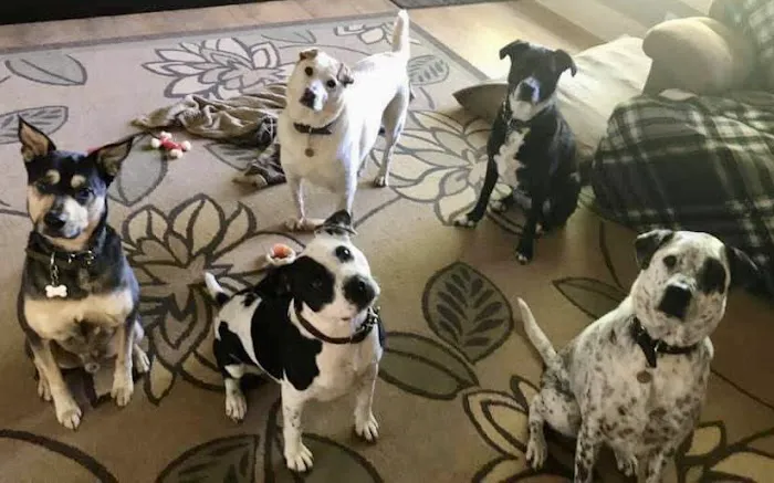 Keowee Animal Hospital 7