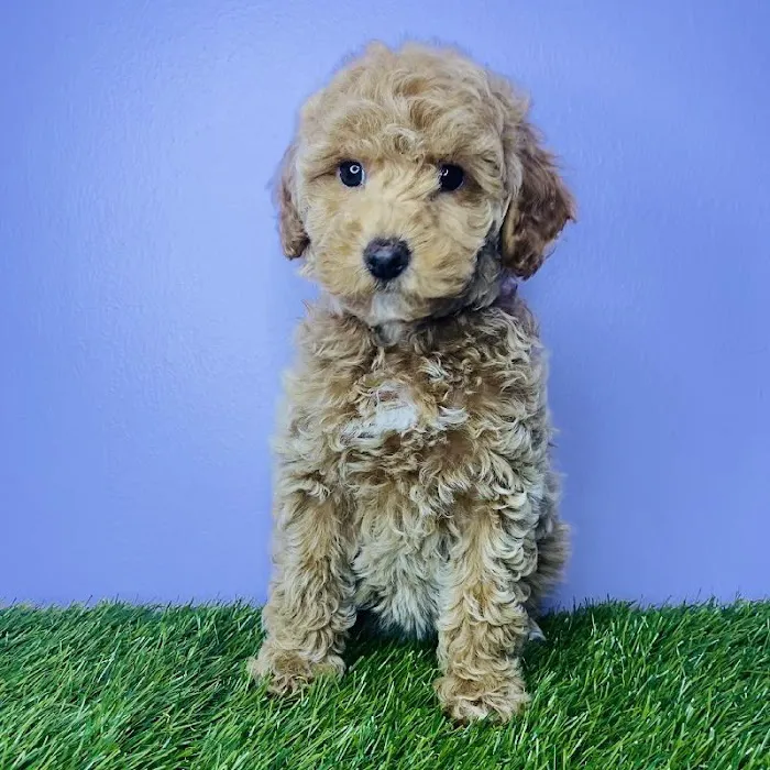 Puppyland San Antonio 6