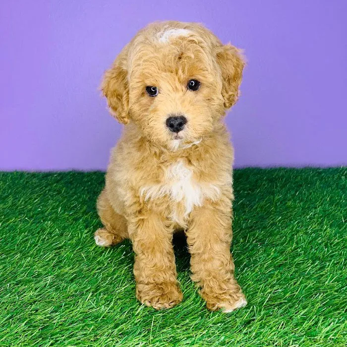 Puppyland San Antonio 8